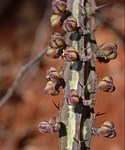 Euphorbia tenuispinosa v robusta PV2737 Ghazi dole GPS186 Kenya 2014_1934.jpg